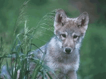dog2_639.gif