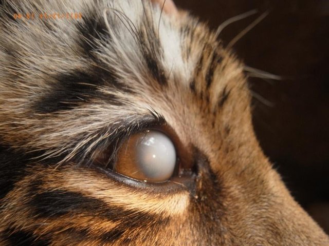 tiger-eye-problem02-cornea.jpg